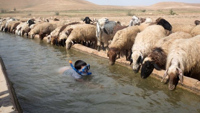 ولد إسرائيلي يسبح خلال عطلة الفصح قرب خرفان لفلسطيني في الضفة الغربية (AFP)