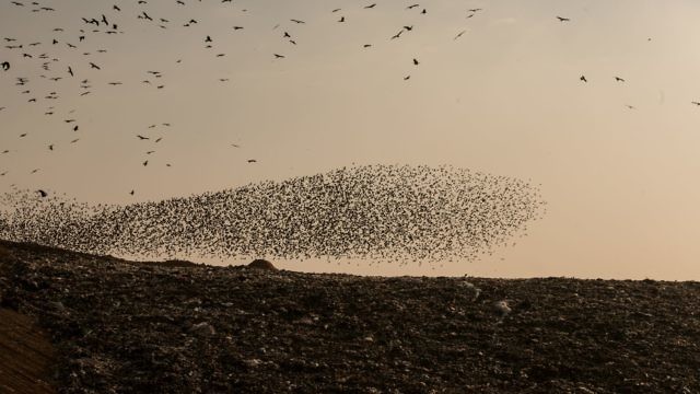 السماء مليئة بالزرازير (Yaniv Nadav/Flash90)