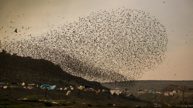 السماء مليئة بالزرازير (Yaniv Nadav/Flash90)