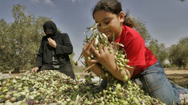 عائلة فلسطينية تجمع الزيتون (Flash90/Abed Rahim Khatib)