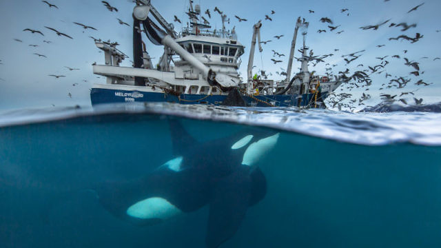 Splitting the Catch, Audun Rikardsen, Norway