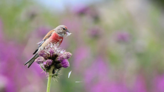 Thistle Plucker, Isaac Aylward, UK