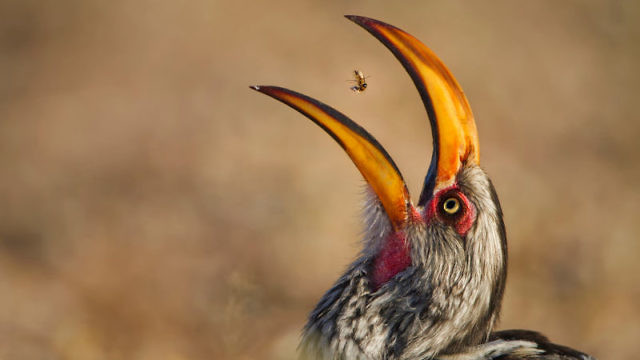 Termite Tossing, Willem Kruger, South Africa