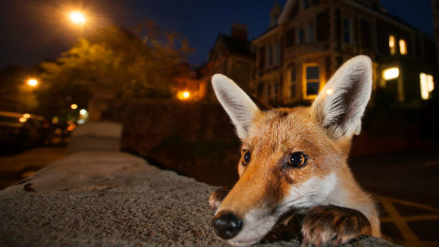 Nosy Neighbor, Sam Hobson, UK