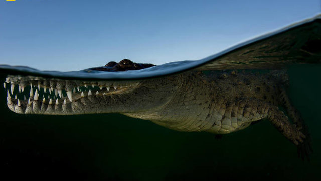 يعرف التمساح متى عليه أن يكون حازما، صورة في كندا. (Brett Lobwein‏/National geographic)